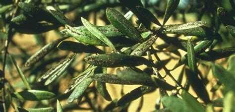 Zeytin yaprak hastalıkları